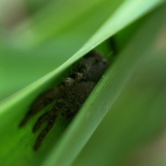 Isopeda or Isopedella sp. (genus) at Dawson Street Gardens - 29 Feb 2024 09:11 AM