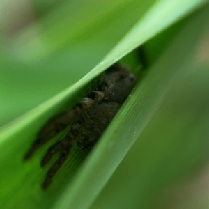 Isopeda or Isopedella sp. (genus) at Dawson Street Gardens - 29 Feb 2024 09:11 AM