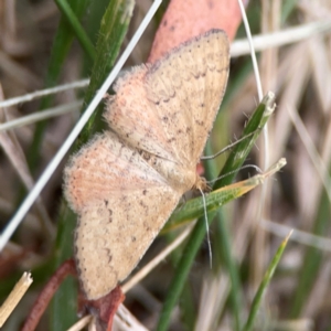 Scopula rubraria at Dawson Street Gardens - 29 Feb 2024 09:36 AM