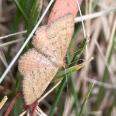 Scopula rubraria at Dawson Street Gardens - 29 Feb 2024 09:36 AM