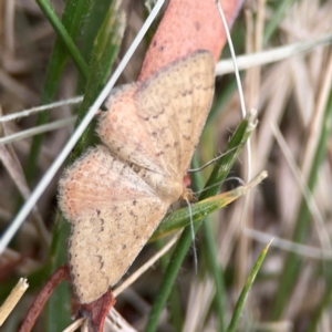 Scopula rubraria at Dawson Street Gardens - 29 Feb 2024