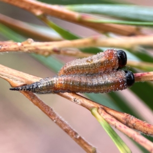 Pterygophorus cinctus at Dawson Street Gardens - 29 Feb 2024