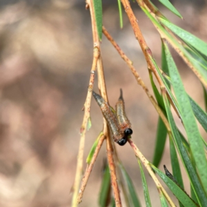 Pterygophorus cinctus at Dawson Street Gardens - 29 Feb 2024