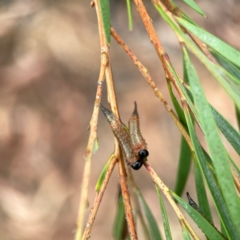 Pterygophorus cinctus at Dawson Street Gardens - 29 Feb 2024