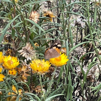 Heteronympha merope (Common Brown Butterfly) at Dawson Street Gardens - 29 Feb 2024 by Hejor1