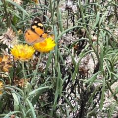 Heteronympha merope at Dawson Street Gardens - 29 Feb 2024