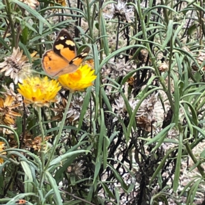 Heteronympha merope at Dawson Street Gardens - 29 Feb 2024