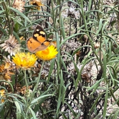 Heteronympha merope at Dawson Street Gardens - 29 Feb 2024