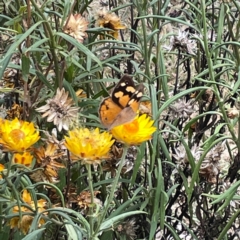 Heteronympha merope at Dawson Street Gardens - 29 Feb 2024