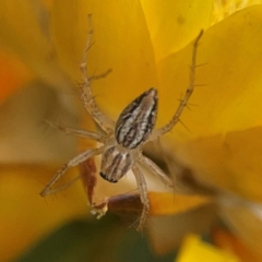 Oxyopes sp. (genus) (Lynx spider) at Dawson Street Gardens - 28 Feb 2024 by Hejor1