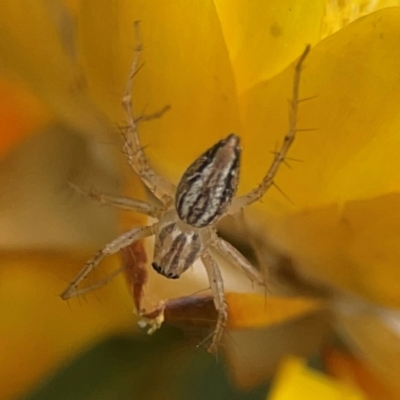 Oxyopes sp. (genus) (Lynx spider) at Dawson Street Gardens - 28 Feb 2024 by Hejor1