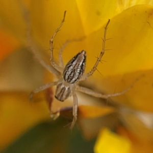 Oxyopes sp. (genus) at Dawson Street Gardens - 29 Feb 2024