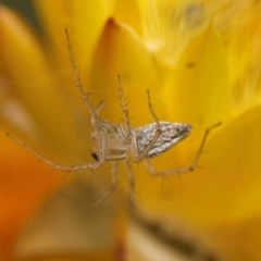 Oxyopes sp. (genus) at Dawson Street Gardens - 29 Feb 2024