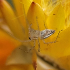 Oxyopes sp. (genus) at Dawson Street Gardens - 29 Feb 2024