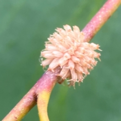 Paropsis atomaria at Dawson Street Gardens - 29 Feb 2024