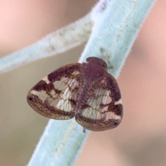 Scolypopa australis (Passionvine hopper, Fluffy bum) at Dawson Street Gardens - 28 Feb 2024 by Hejor1