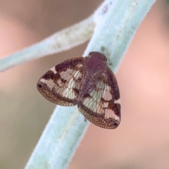 Scolypopa australis at Dawson Street Gardens - 29 Feb 2024 09:38 AM