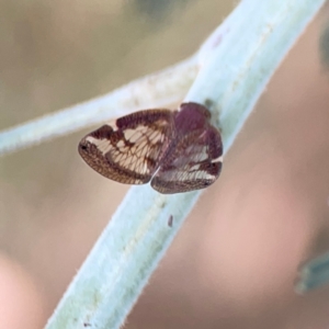 Scolypopa australis at Dawson Street Gardens - 29 Feb 2024 09:38 AM