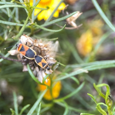 Dindymus versicolor (Harlequin Bug) at Dawson Street Gardens - 29 Feb 2024 by Hejor1