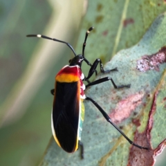 Dindymus versicolor at Dawson Street Gardens - 29 Feb 2024 10:00 AM