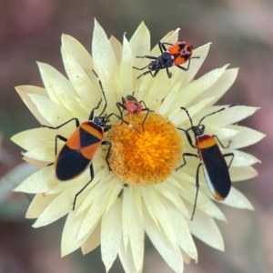 Dindymus versicolor at Dawson Street Gardens - 29 Feb 2024 10:00 AM