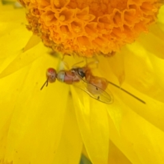 Megastigmus sp. (genus) (Parasitic wasp) at Dawson Street Gardens - 28 Feb 2024 by Hejor1