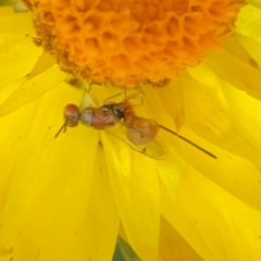 Megastigmus sp. (genus) at Dawson Street Gardens - 29 Feb 2024