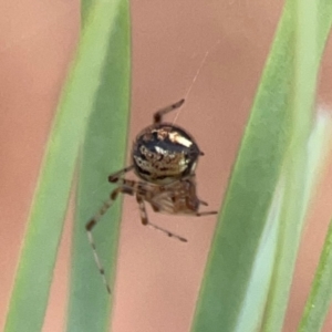 Theridiidae (family) at Dawson Street Gardens - 29 Feb 2024