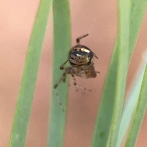 Theridiidae (family) at Dawson Street Gardens - 29 Feb 2024