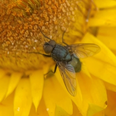 Calliphora sp. (genus) (Unidentified blowfly) at Dawson Street Gardens - 29 Feb 2024 by Hejor1