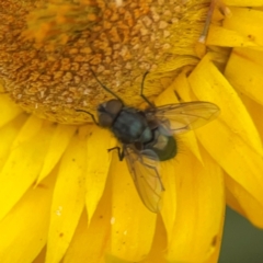 Calliphora sp. (genus) at Dawson Street Gardens - 29 Feb 2024