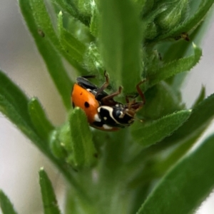 Hippodamia variegata at Dawson Street Gardens - 29 Feb 2024 09:59 AM