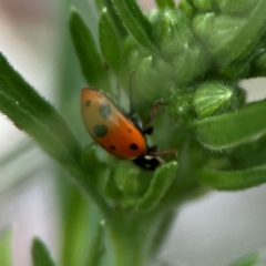 Hippodamia variegata at Dawson Street Gardens - 29 Feb 2024 09:59 AM