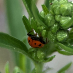 Hippodamia variegata at Dawson Street Gardens - 29 Feb 2024