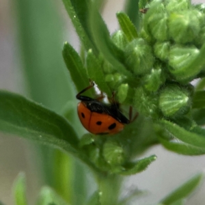 Hippodamia variegata at Dawson Street Gardens - 29 Feb 2024 09:59 AM