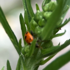 Hippodamia variegata at Dawson Street Gardens - 29 Feb 2024 09:59 AM