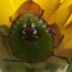 Nezara viridula (Green vegetable bug) at Dawson Street Gardens - 28 Feb 2024 by Hejor1
