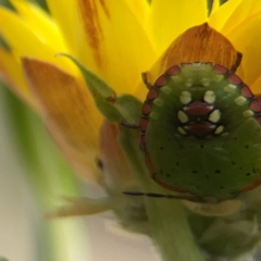 Nezara viridula at Dawson Street Gardens - 29 Feb 2024