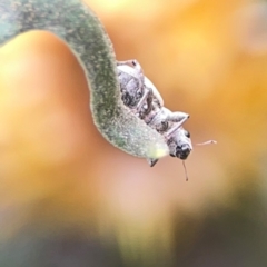 Curculionidae (family) at Dawson Street Gardens - 29 Feb 2024