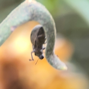 Curculionidae (family) at Dawson Street Gardens - 29 Feb 2024