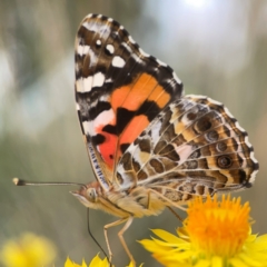 Vanessa kershawi (Australian Painted Lady) at Dawson Street Gardens - 29 Feb 2024 by Hejor1