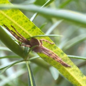 Isopedella pessleri at Dawson Street Gardens - 29 Feb 2024 10:25 AM