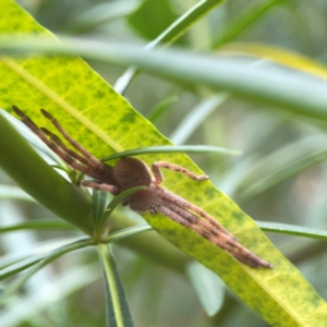 Isopedella pessleri at Dawson Street Gardens - 29 Feb 2024 10:25 AM