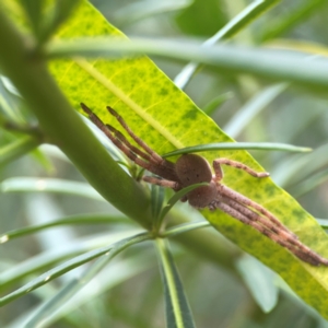 Isopedella pessleri at Dawson Street Gardens - 29 Feb 2024 10:25 AM