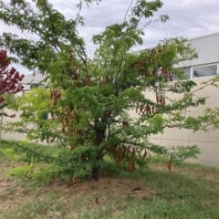 Gleditsia triacanthos (Honey Locust, Thorny Locust) at Lyneham, ACT - 28 Feb 2024 by waltraud