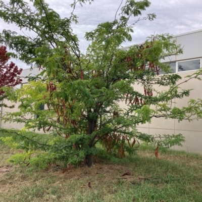 Gleditsia triacanthos (Honey Locust, Thorny Locust) at Lyneham, ACT - 29 Feb 2024 by waltraud