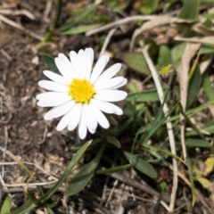 Brachyscome radicans (Marsh Daisy) at Gourock National Park - 23 Jan 2020 by Illilanga