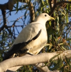 Ducula spilorrhoa (Torresian Imperial-Pigeon) at Slade Point, QLD - 20 Sep 2012 by Petesteamer