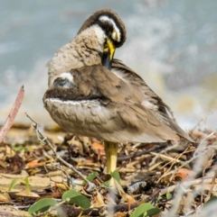 Esacus magnirostris (Beach Stone-curlew) at Slade Point, QLD - 27 Apr 2022 by Petesteamer