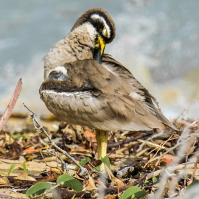 Esacus magnirostris (Beach Stone-curlew) at Slade Point, QLD - 28 Apr 2022 by Petesteamer